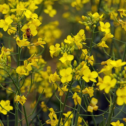 Foto på blommande raps