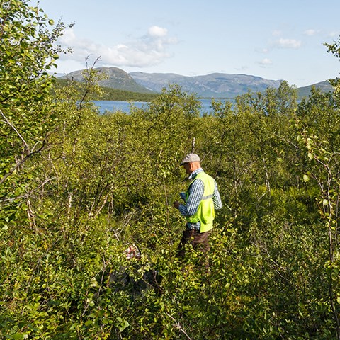Foto från inventering i fjällbjörkskog