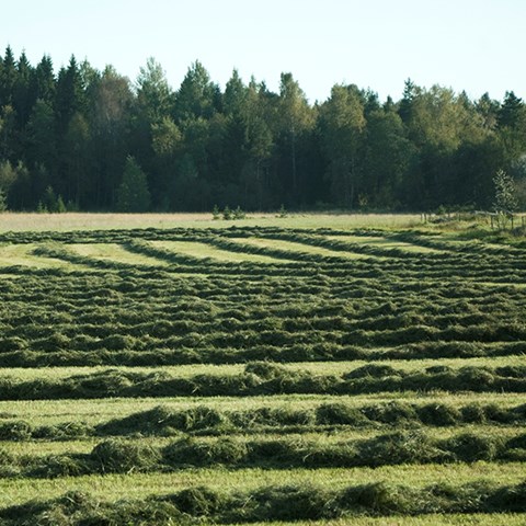 Foto på slagen vall