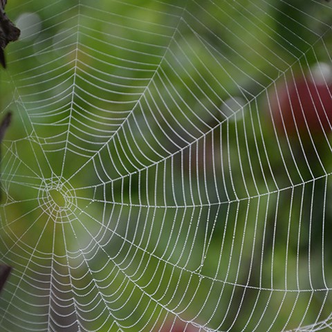 Foto på spindelnät