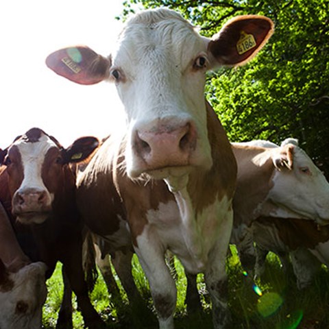 Kor på Stenhammar, foto.