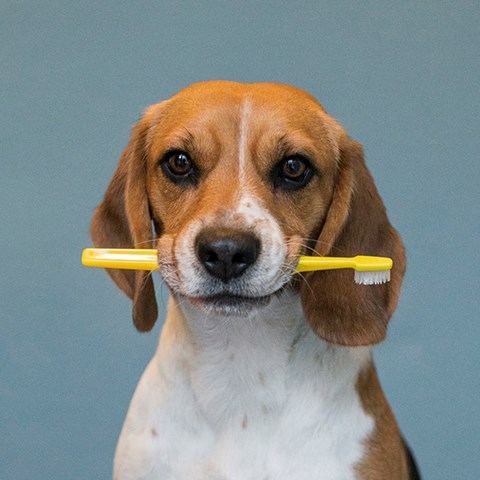 Foto på hund med tandborste i munnen