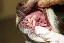 Foto på hund med tandproblem