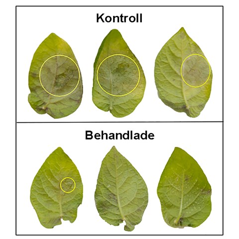 Foto på obehandlade potatisblad med tydliga angrepp och behandlade blad med obetydliga angrepp.
