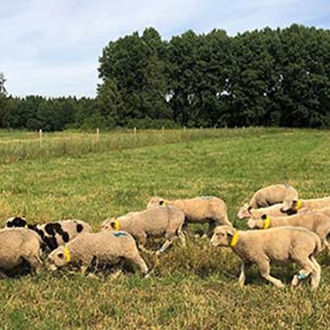 Sensorförsedda lamm i försök, foto.
