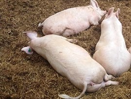 Tre liggande grisar, foto.