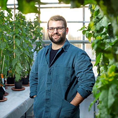 Stéphane Verger next to aspen trees in the greenhouse at UPSC