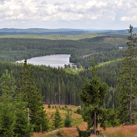 Foto på svenskt skogslandskap