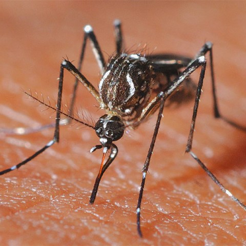 Foto på gulafebernmygga, Aedes aegypti