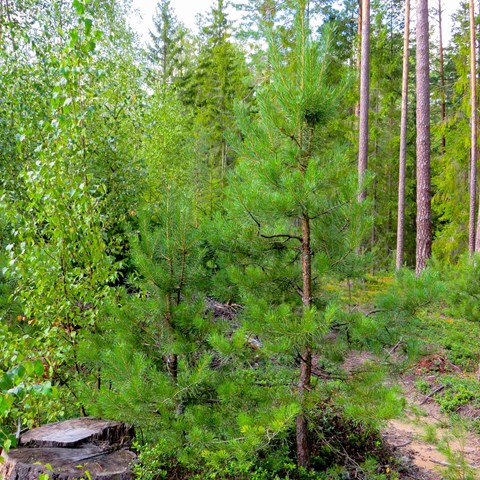 Plants of pine and birch in front of older pine trees. Photo.