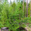 Plants of pine and birch in front of older pine trees. Photo.