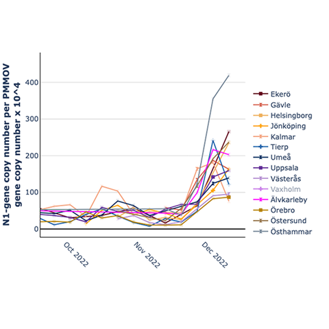 Diagram som visar virusförekomst i avloppsvatten i 13 kommuner
