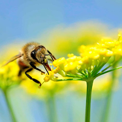 Blomma med bi