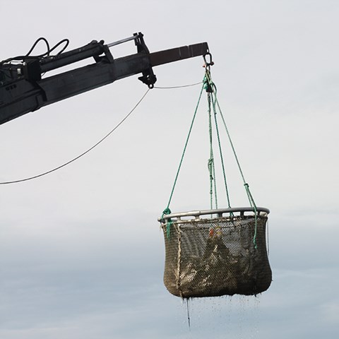 Foto på odlad fisk som flyttas med stor håv