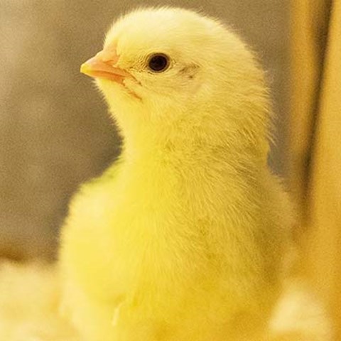 En väldigt gul liten kyckling, foto.