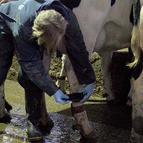 En djurskötare ser om en kos klövar, foto.
