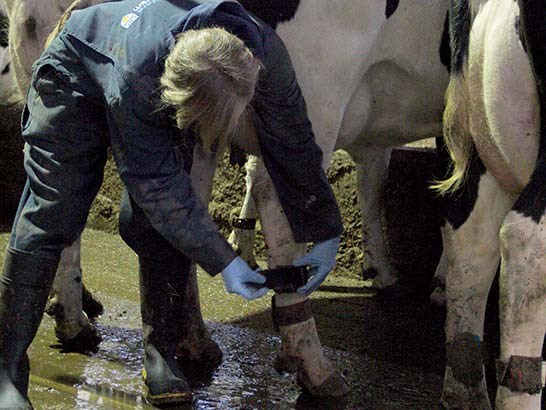 En djurskötare ser om en kos klövar, foto.