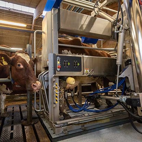 Ko som står utanför en mjölkningsrobot.