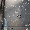 Larvae of sheep intestinal parasites.
