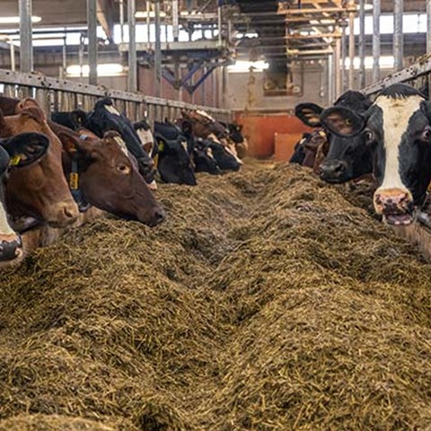 Kor som äter ensilage vid ett foderbord.