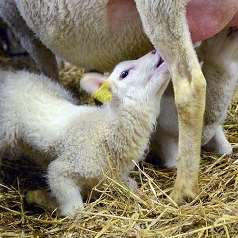 Ett diande lamm.