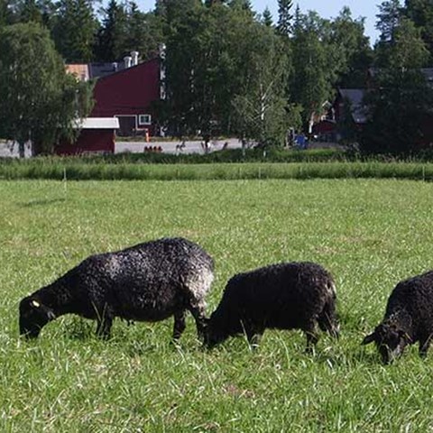 Tackors parasitsmitta varierar under året, foto.