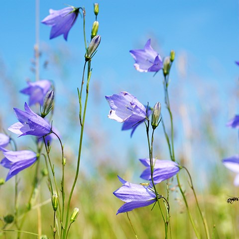 Foto på liten blåklocka