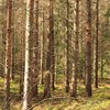 Granstammar där barken skalats av. Foto.