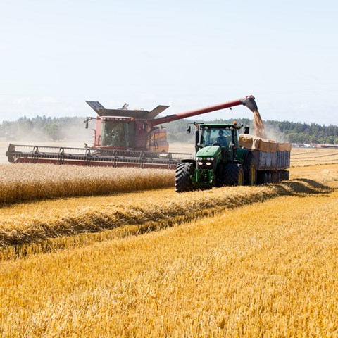A combine harvester working at a big yellow field. Photo.