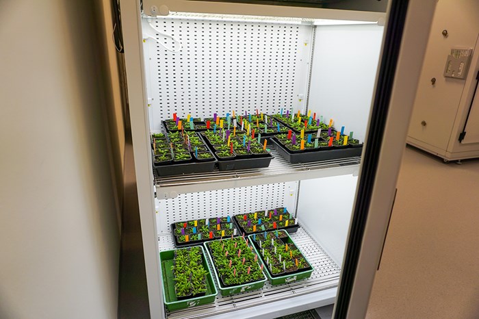 Green Arabidopsis plants on two shelves inside of an illuminated growth cabinet