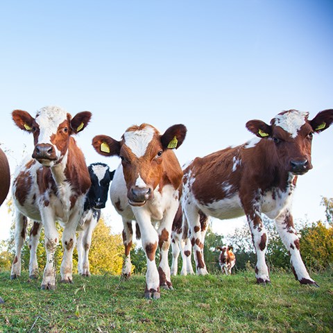 Foto på mjölkraskalvar på naturbete