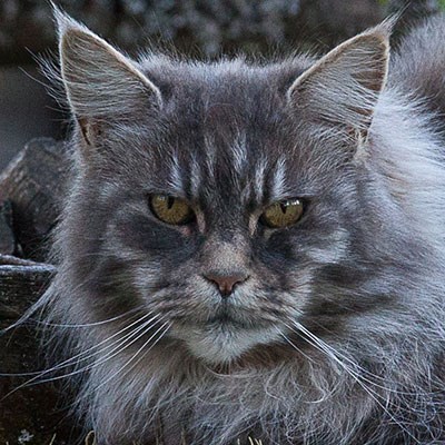En grå katt med grå bakgrund, foto.