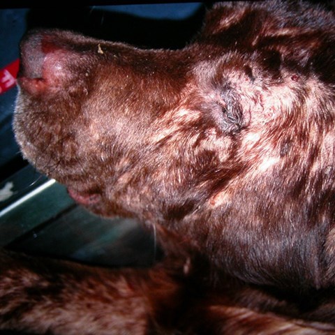 Foto på labrador retriever med atopiskt eksem.