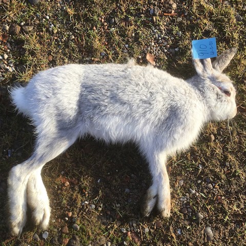 Photo of heath hare in winter pelage 