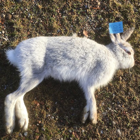 Photo of heath hare in winter pelage
