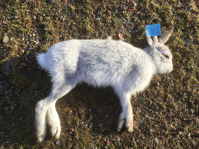 Foto på mohare i vinterdräkt