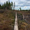 Photo of clear-cut forest with dead wood