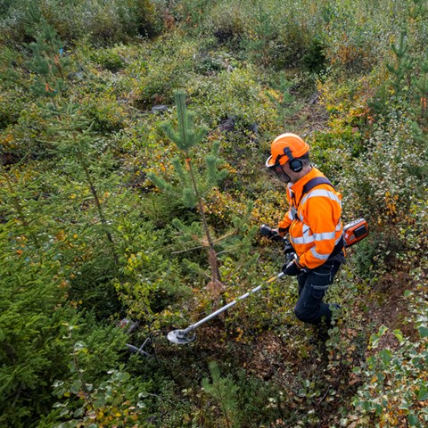 En person röjer blandskog i orange skogskläder. Foto.