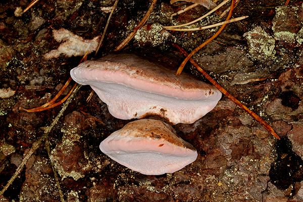 Foto på rosenticka