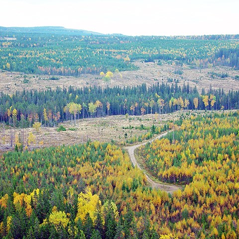 Foto på ett skogslandskap