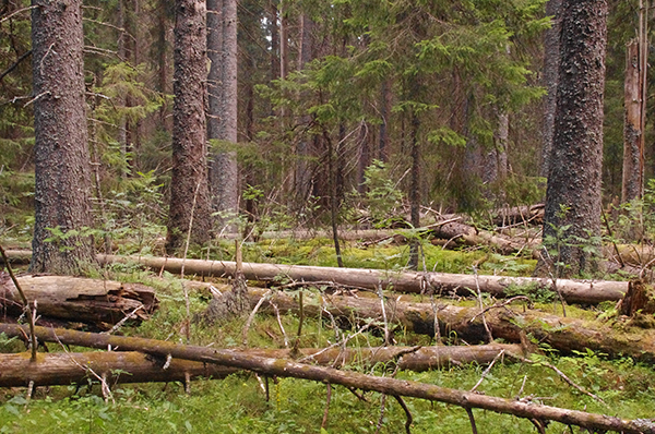 Foto på skog med många döda träd på marken