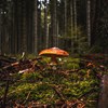 Photo of a mushroom in a forest