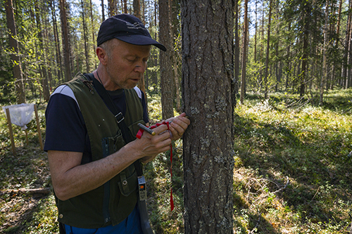 Photo of core sampling from a pine tree.