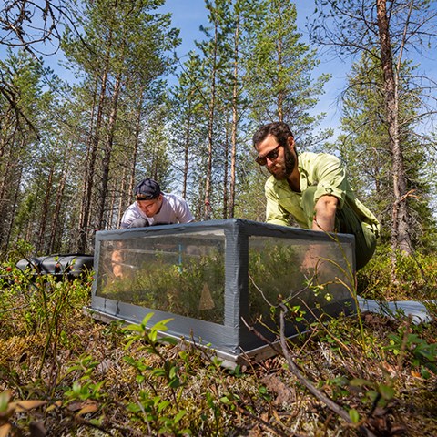 Photo showing measurement of the flux of carbon dioxide from the soil with a measuring chamber in a young forest.