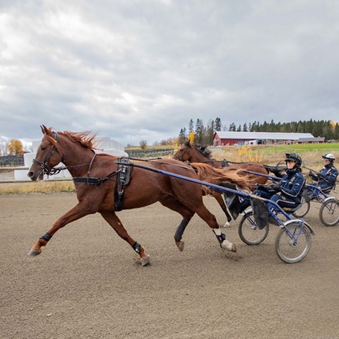 Photo of standardbreds during exercise test