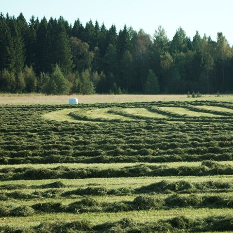 Hösträngar på åker. Foto. 
