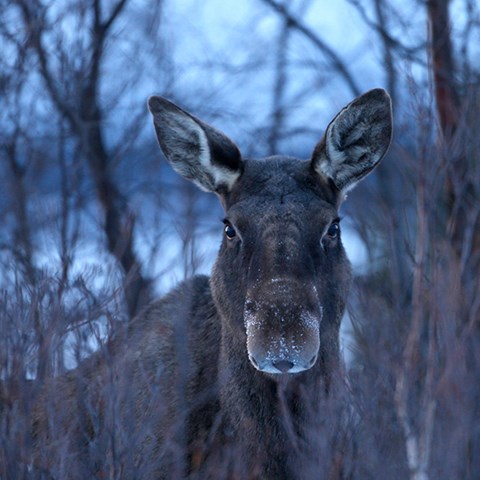 Älg tittar in i kameran. Foto.