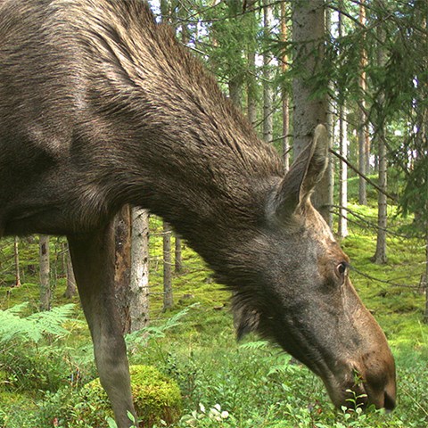 Foto på älg som äter blåbärsris