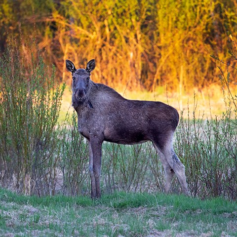 Älg vid försommargröna buskar tittar in i kameran. Foto.