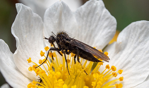 Foto på insekt som pollinerar en blomma